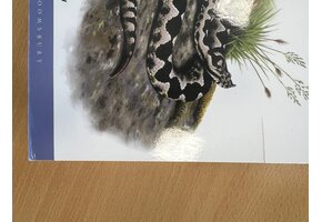 Beschadigd exemplaar – Field Guide to the Amphibians & Reptiles of Britain and Europe