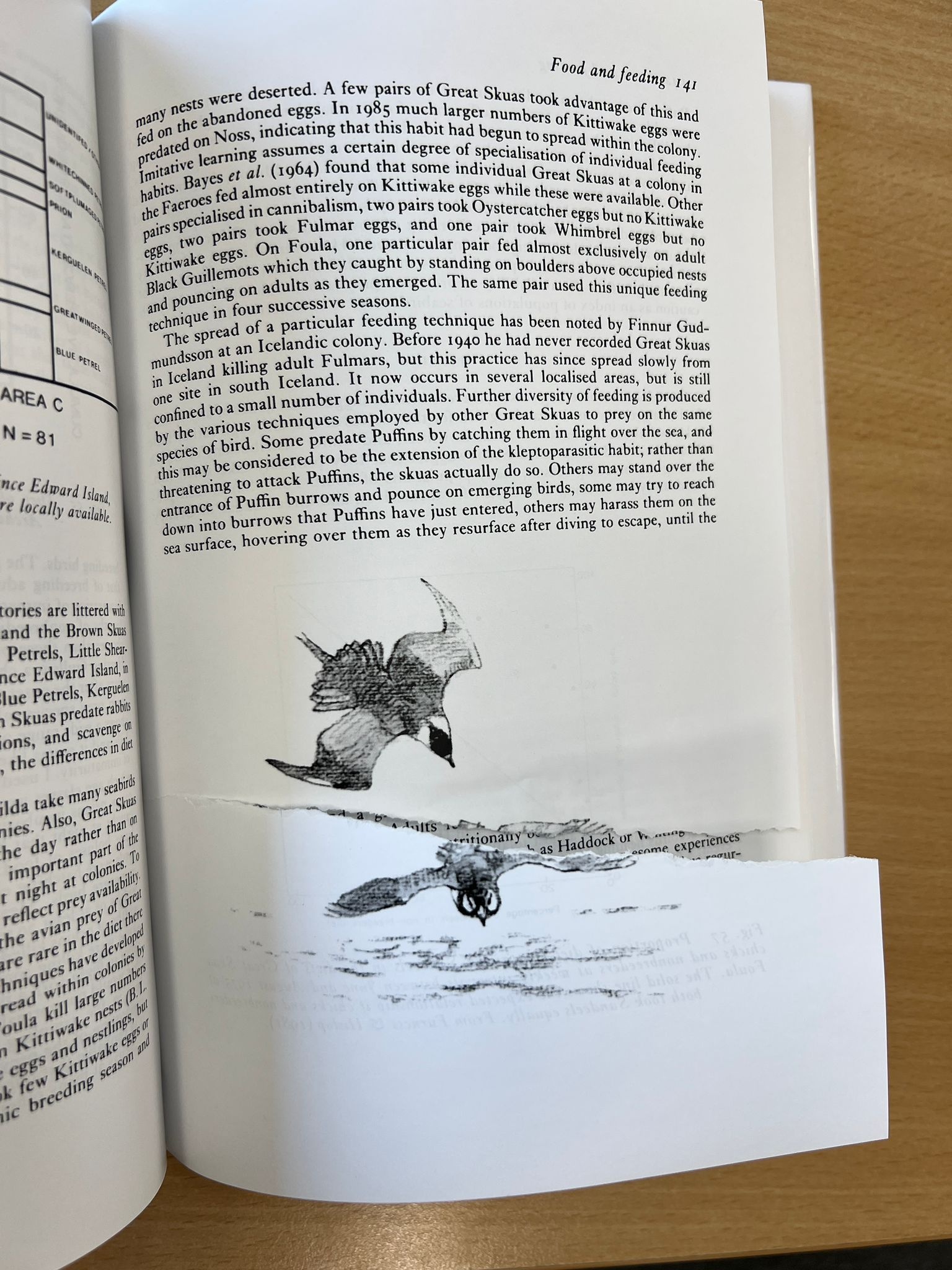 Beschadigd exemplaar – The Skuas