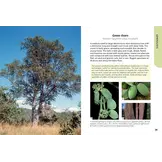 Trees of Kruger