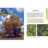 Trees of Kruger