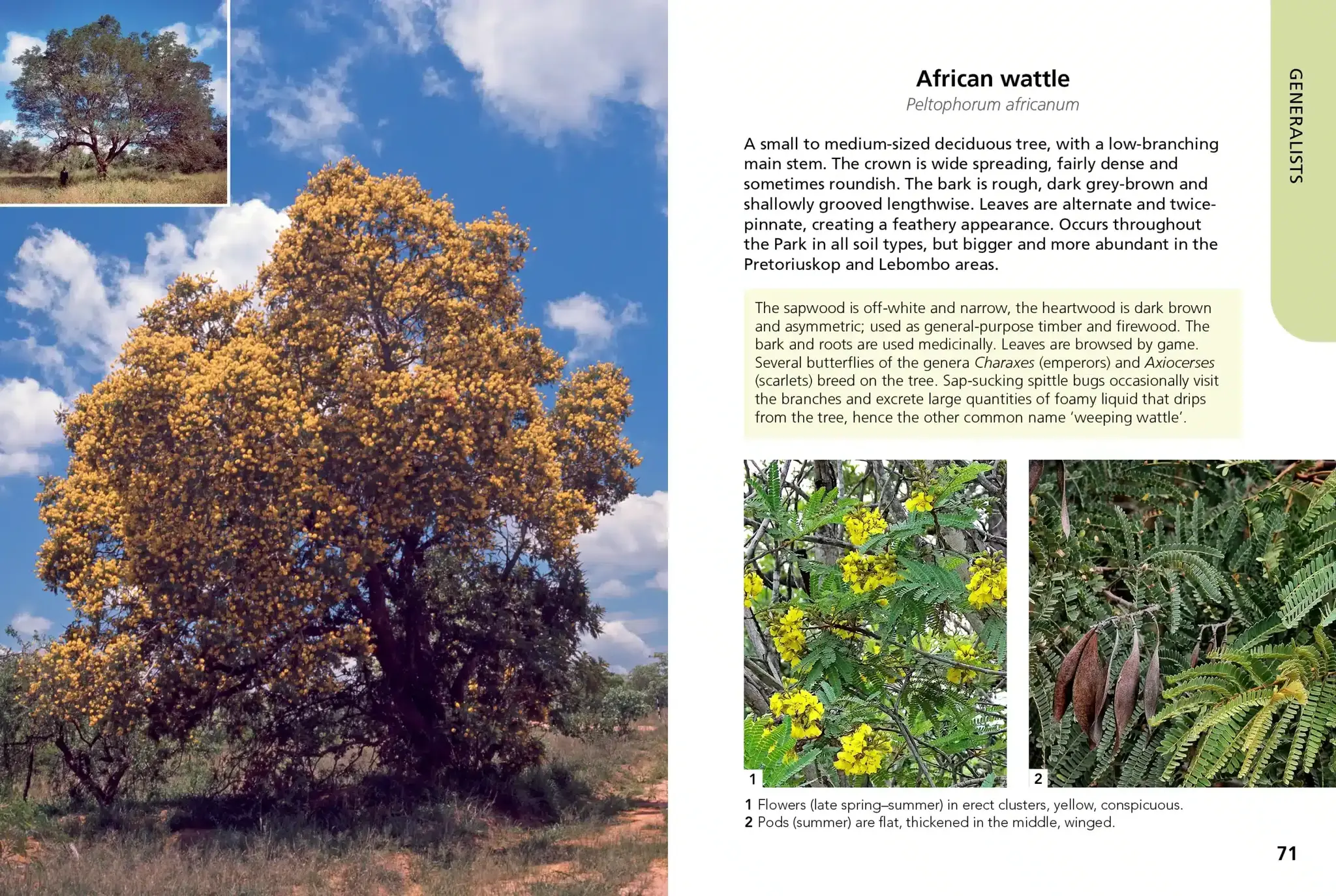 Trees of Kruger