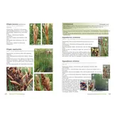 Plants of the Baviaanskloof