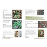 Plants of the Baviaanskloof