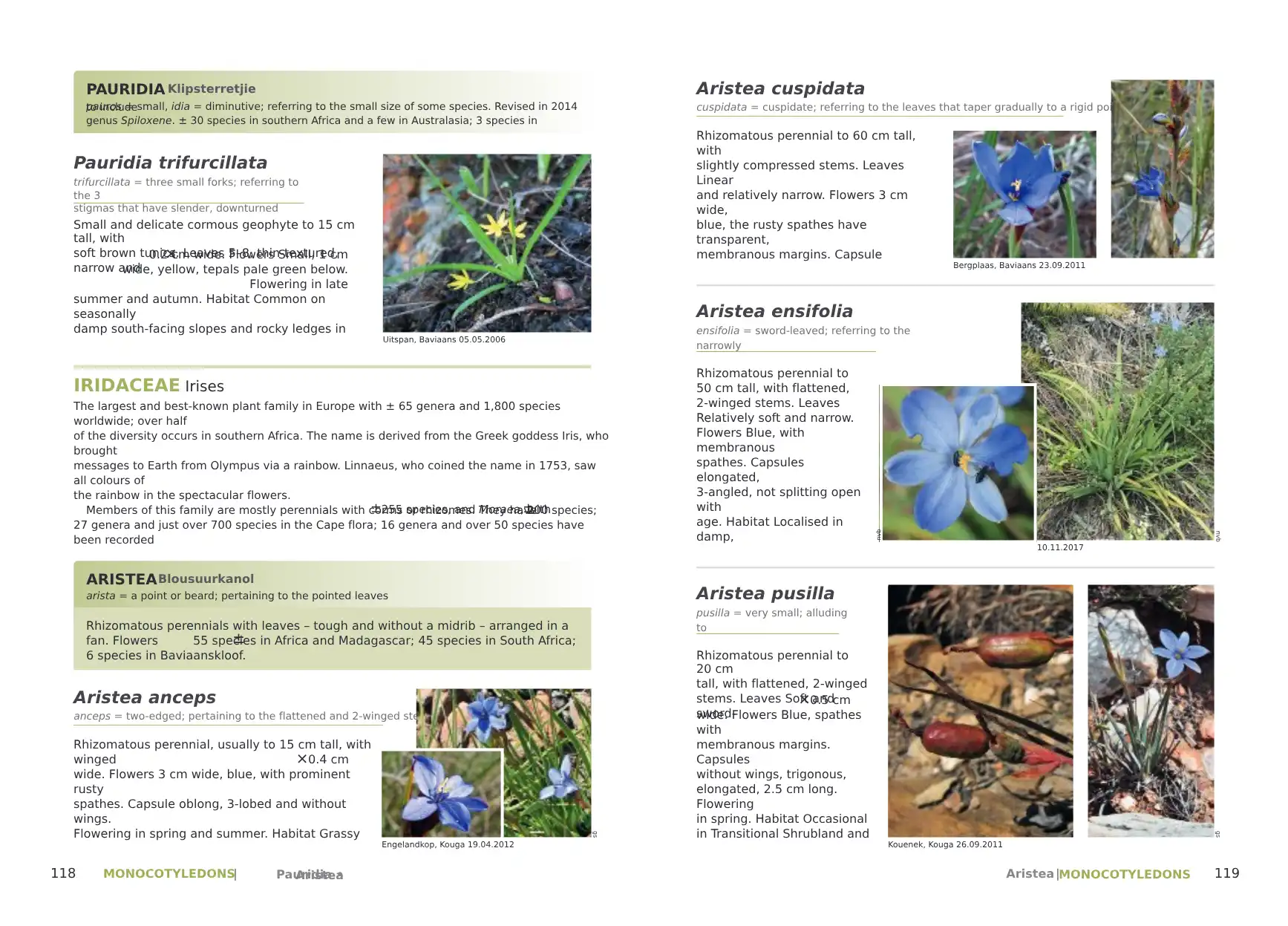 Plants of the Baviaanskloof