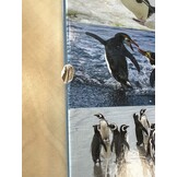Beschädigte Kopie – Mission Penguin - A photographic quest from the Galápagos to Antarctica