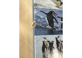 Beschädigte Kopie – Mission Penguin