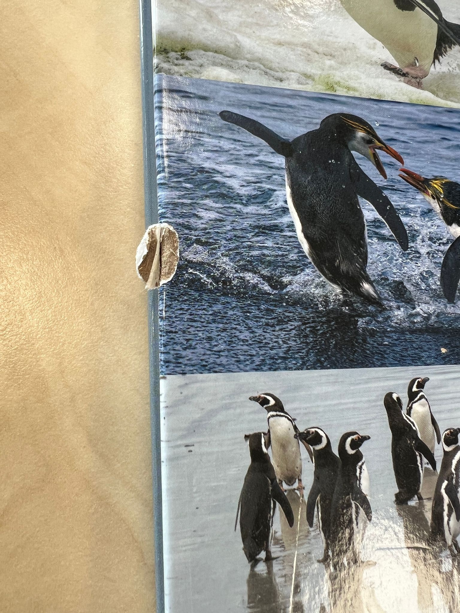 Beschadigd exemplaar – Mission Penguin - A photographic quest from the Galápagos to Antarctica