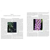 Orchid Species of the World