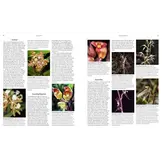 Orchid Species of the World