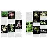 Orchid Species of the World