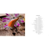 Incredible Lizards - One hundred species from around the world