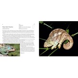 Incredible Lizards - One hundred species from around the world