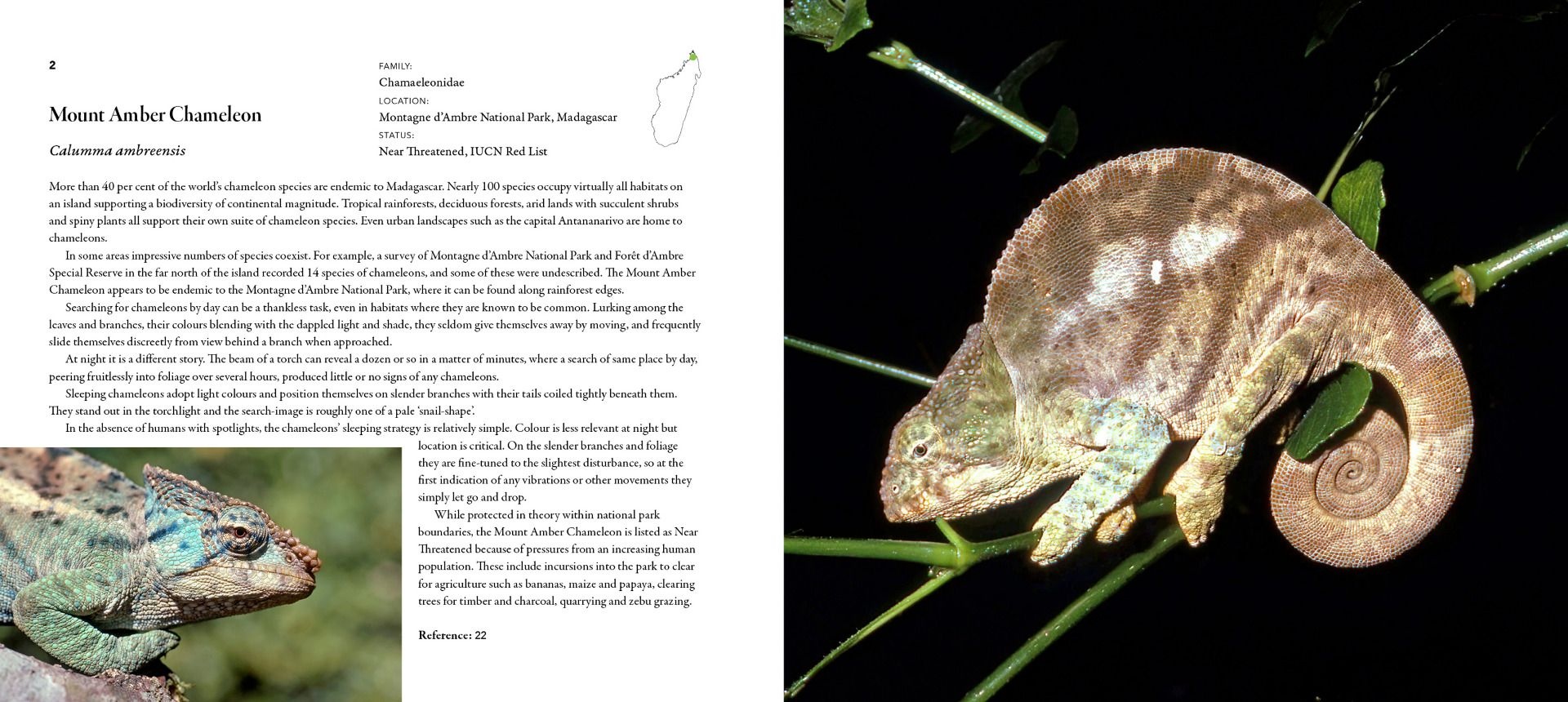 Incredible Lizards - One hundred species from around the world