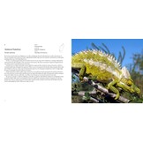 Incredible Lizards - One hundred species from around the world