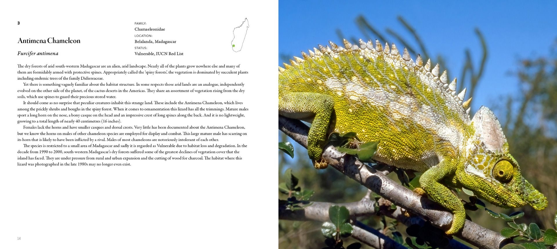 Incredible Lizards - One hundred species from around the world