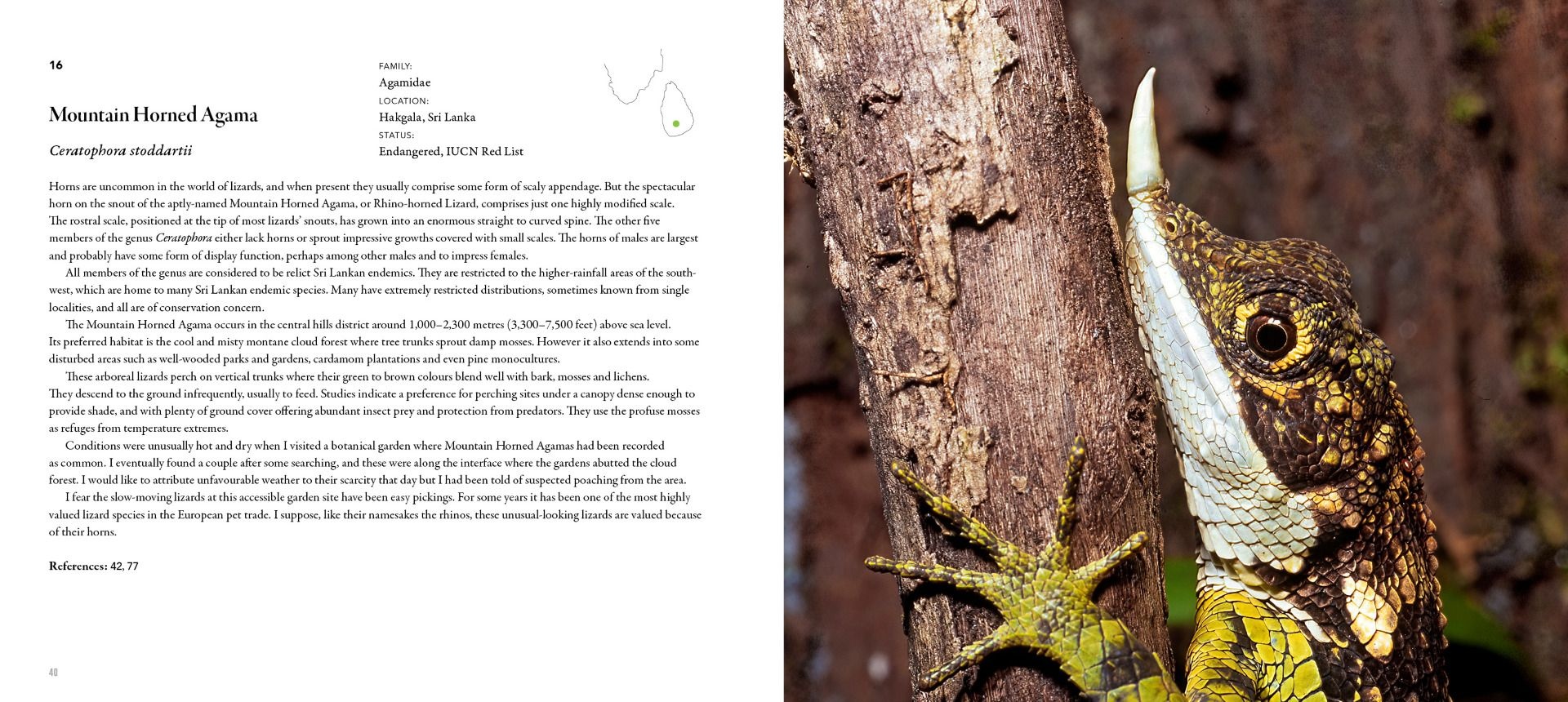 Incredible Lizards - One hundred species from around the world