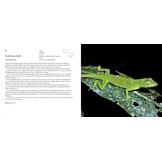 Incredible Lizards - One hundred species from around the world