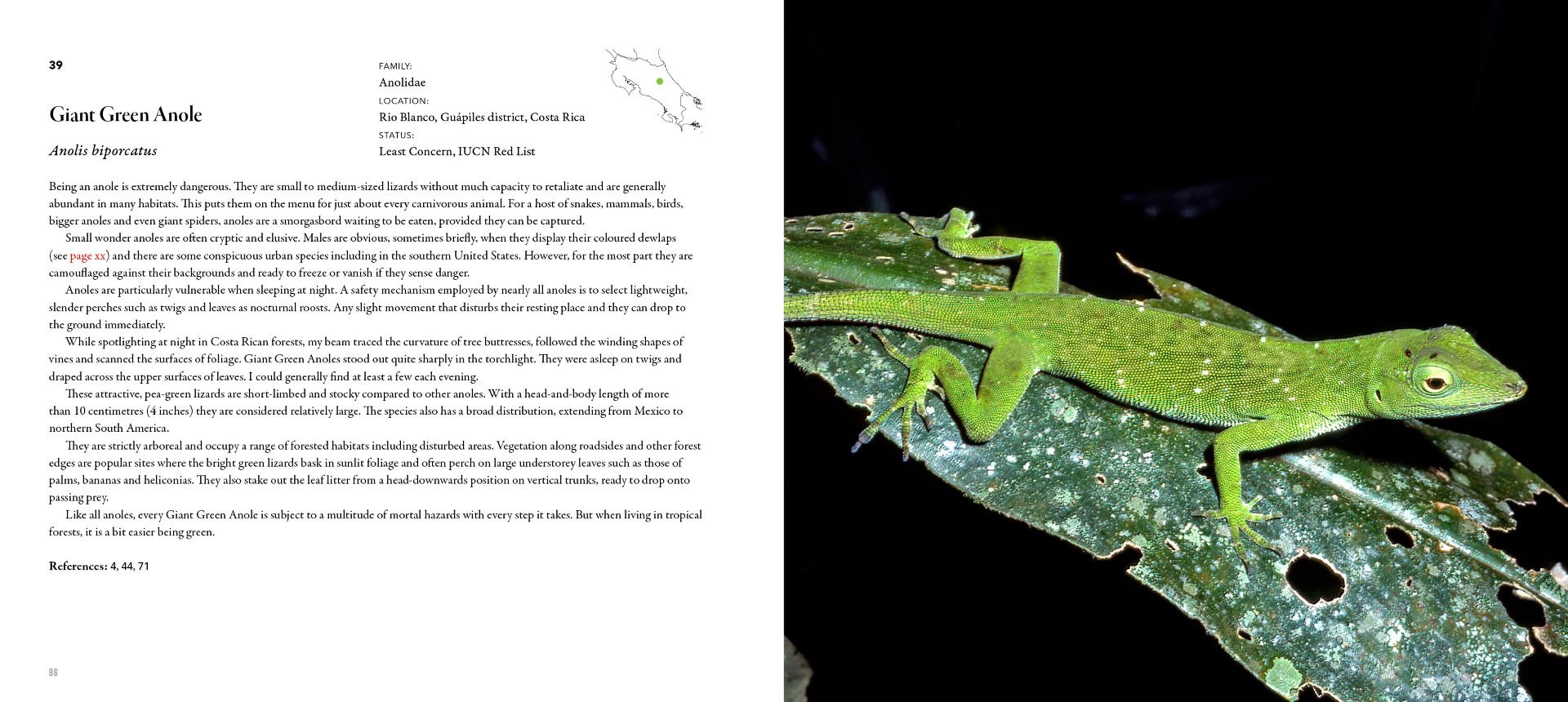 Incredible Lizards - One hundred species from around the world
