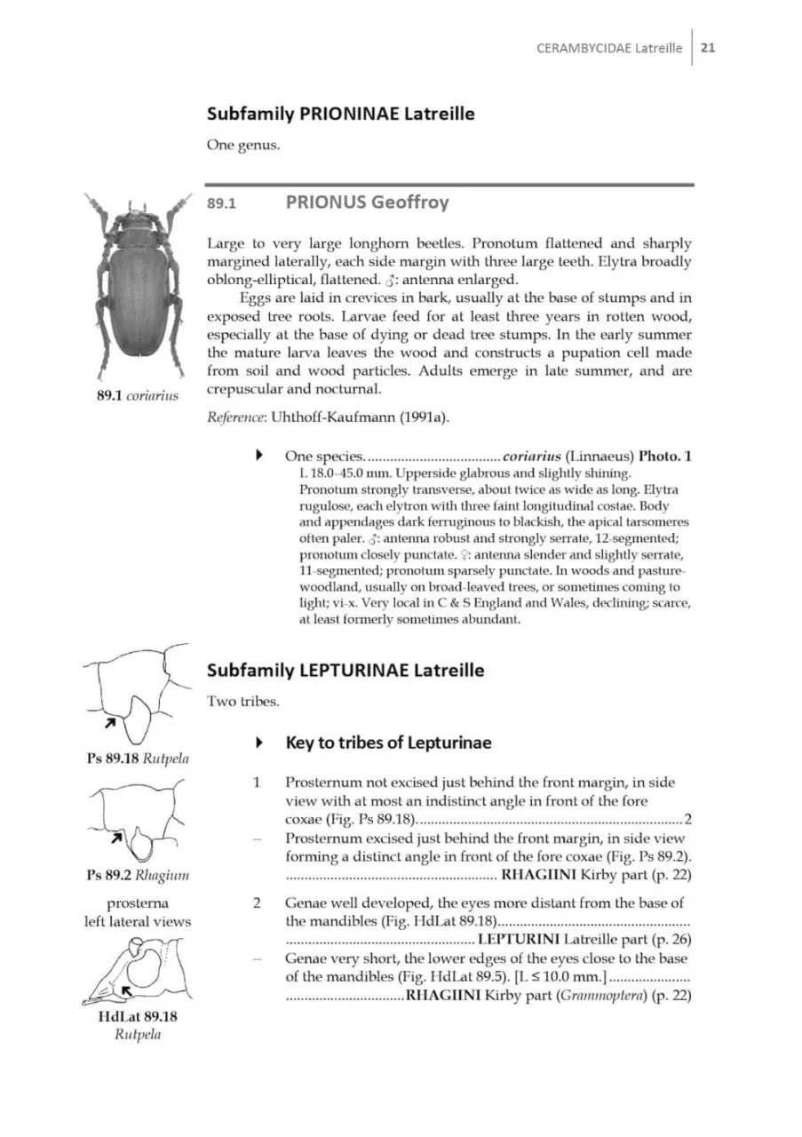 Beetles of Britain and Ireland, Volume 4 Cerambycidae to Curculionidae
