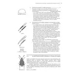 Beetles of Britain and Ireland, Volume 4 Cerambycidae to Curculionidae