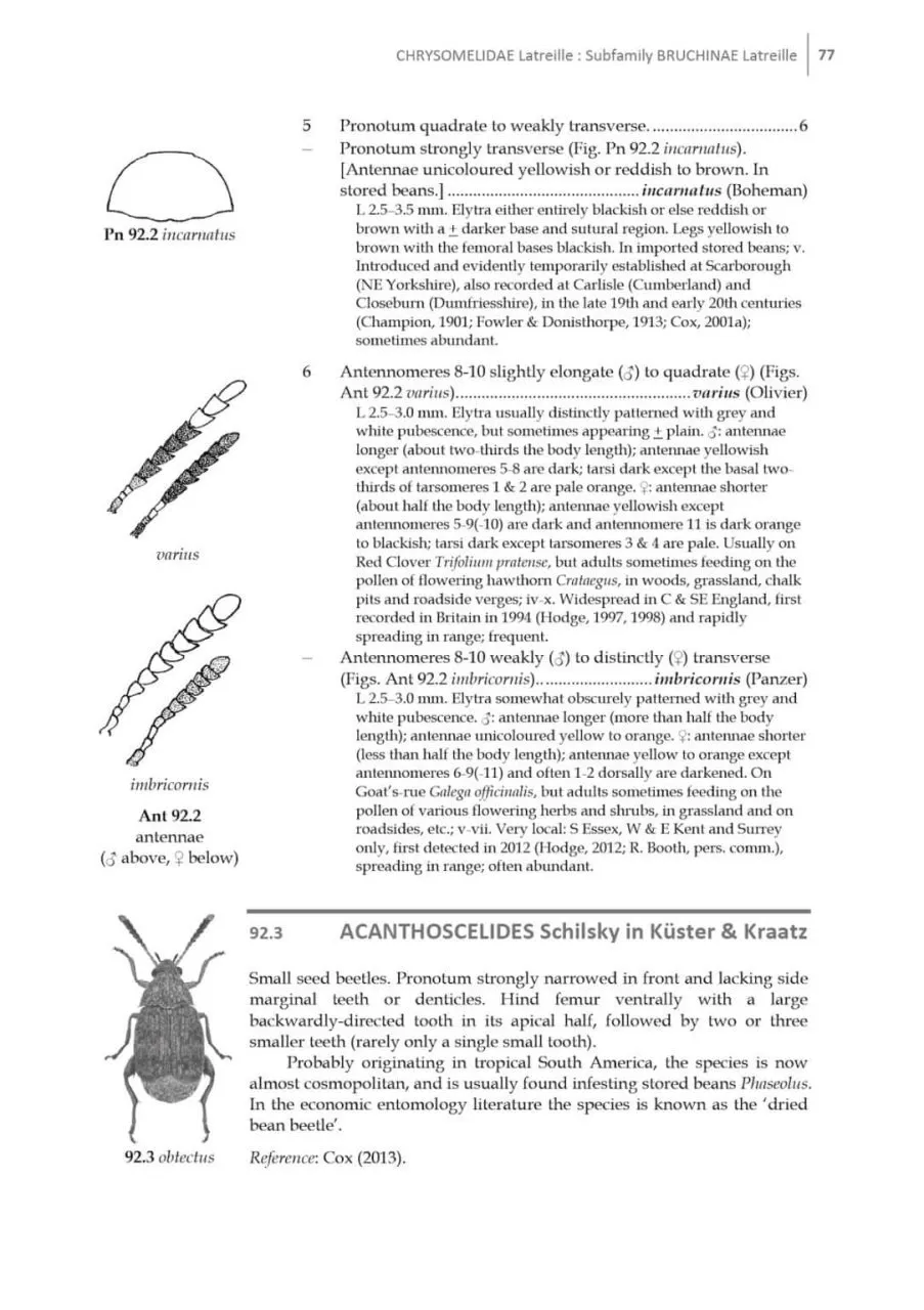 Beetles of Britain and Ireland, Volume 4 Cerambycidae to Curculionidae