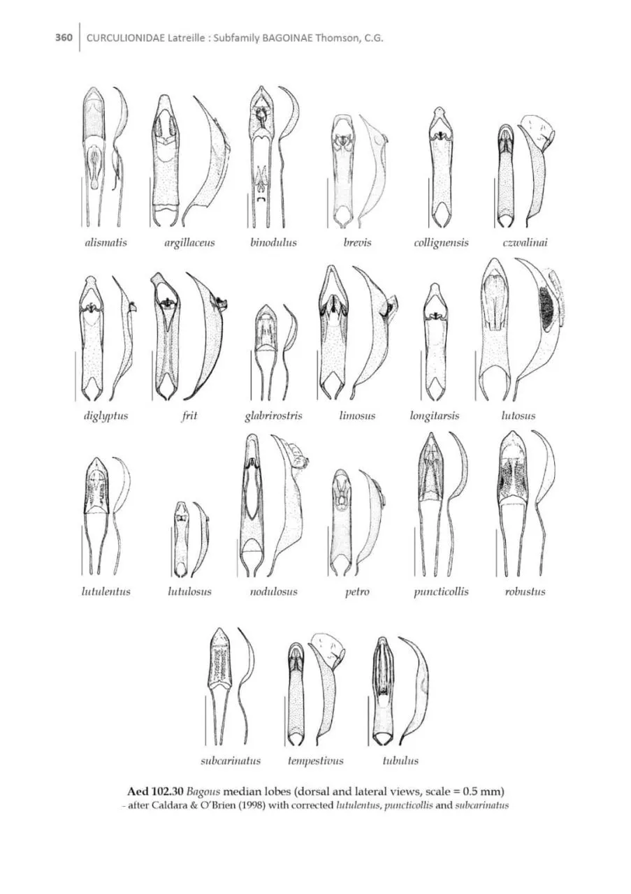 Beetles of Britain and Ireland, Volume 4 Cerambycidae to Curculionidae