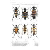 Beetles of Britain and Ireland, Volume 4 Cerambycidae to Curculionidae