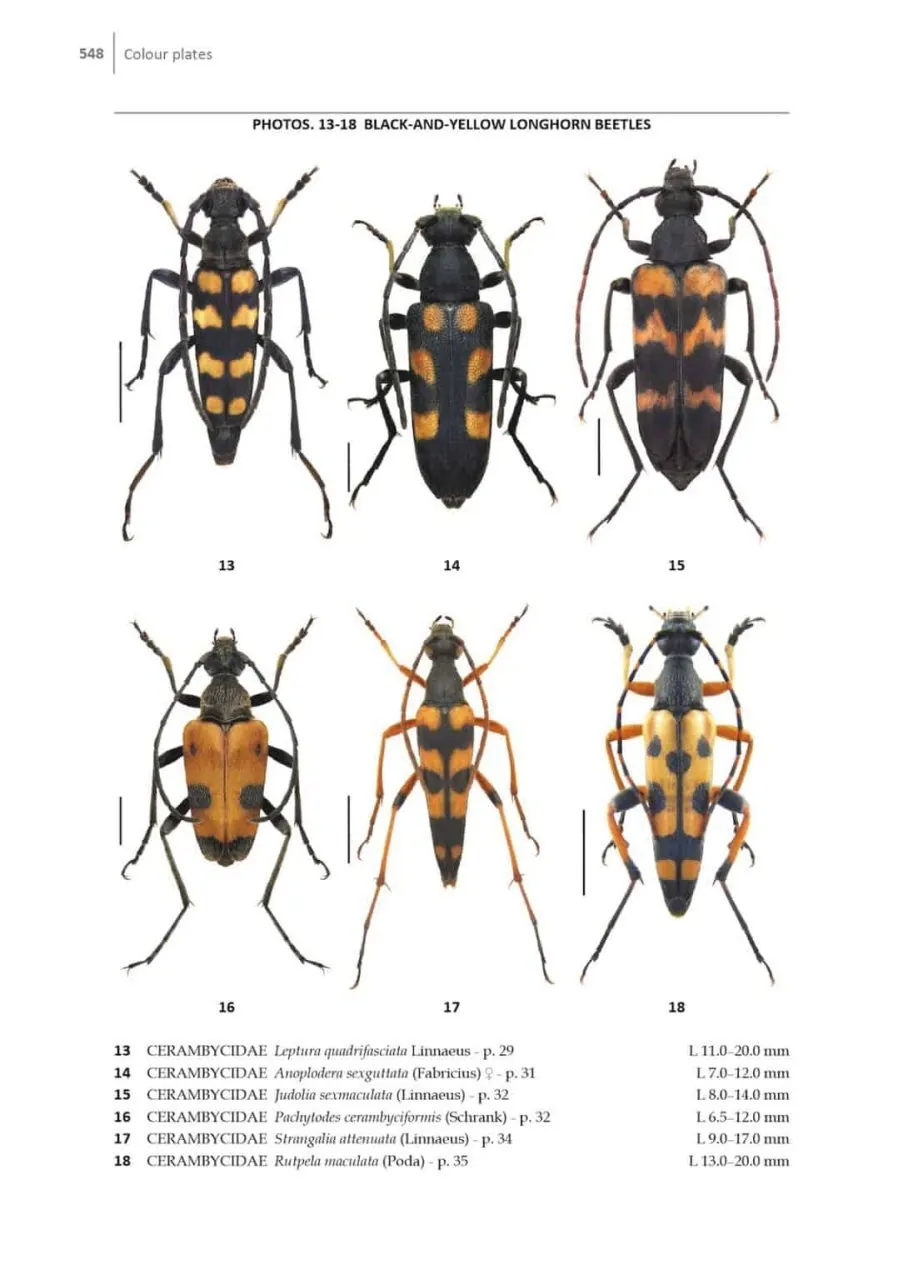 Beetles of Britain and Ireland, Volume 4 Cerambycidae to Curculionidae