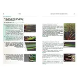 Sedges: A Guide to Identification Using Vegetative Characters