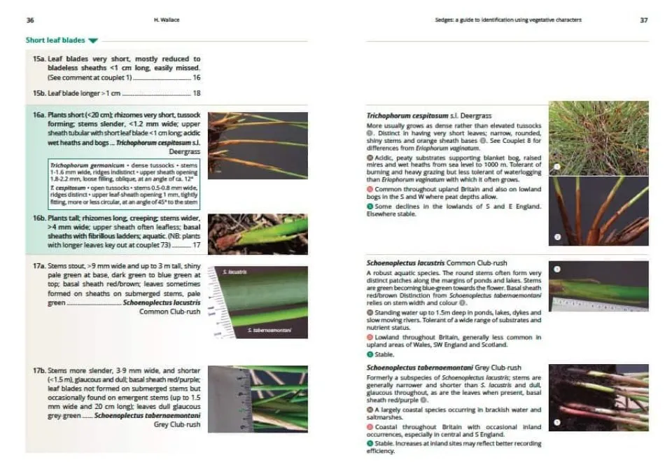 Sedges: A Guide to Identification Using Vegetative Characters