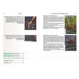 Sedges: A Guide to Identification Using Vegetative Characters