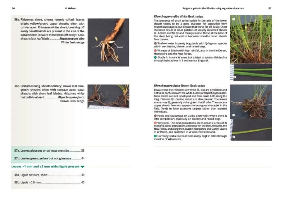 Sedges: A Guide to Identification Using Vegetative Characters