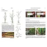 Sedges: A Guide to Identification Using Vegetative Characters
