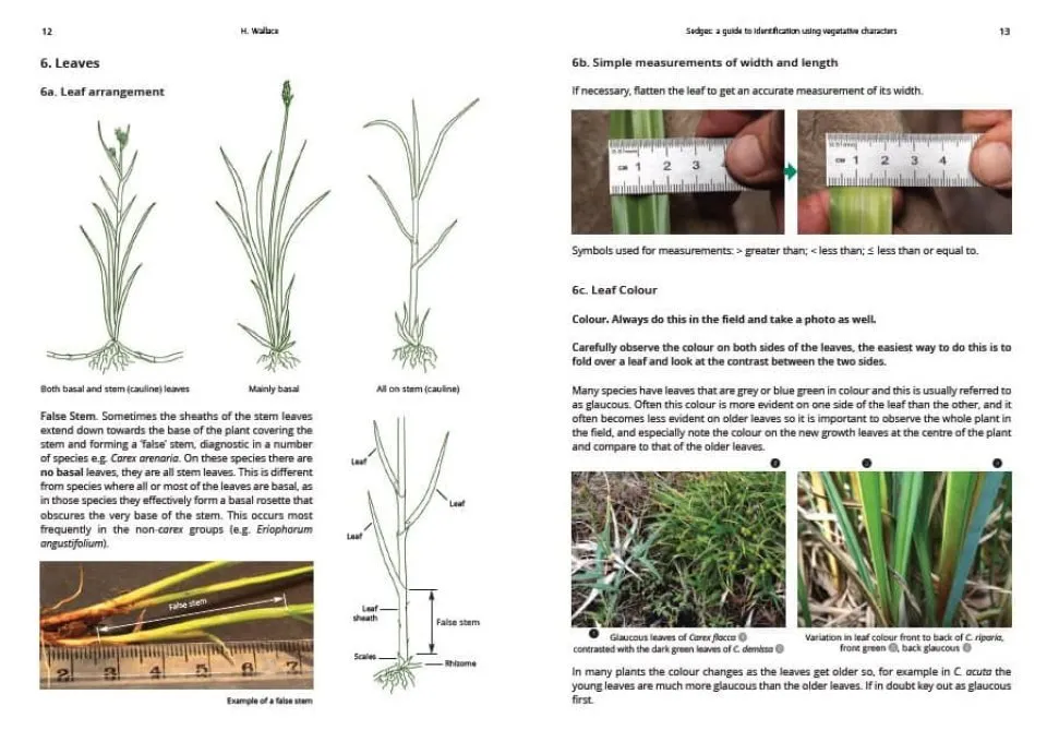 Sedges: A Guide to Identification Using Vegetative Characters