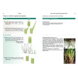 Sedges: A Guide to Identification Using Vegetative Characters