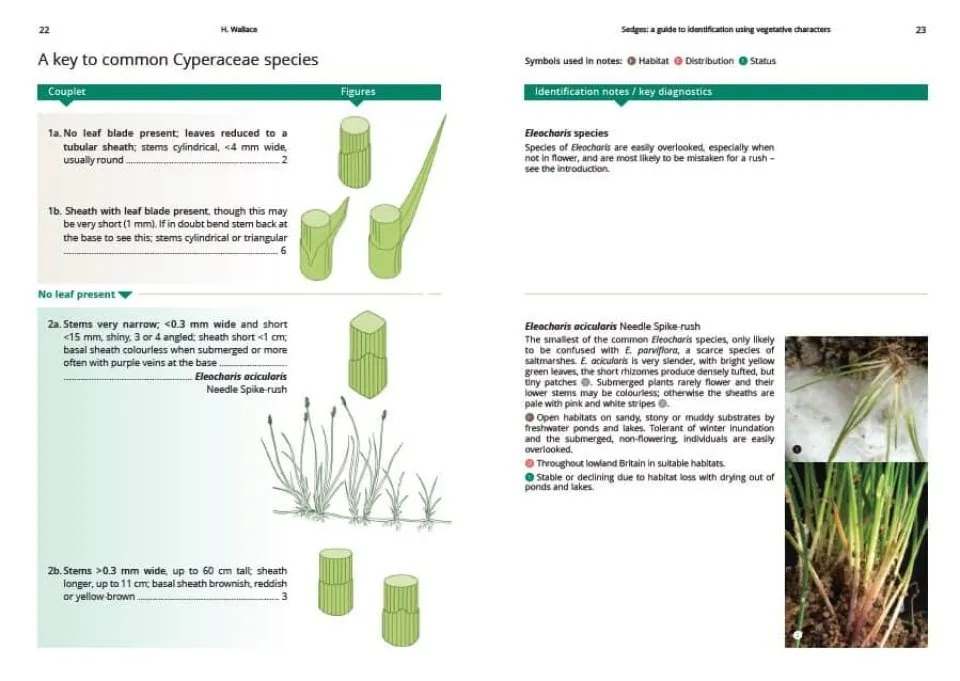 Sedges: A Guide to Identification Using Vegetative Characters