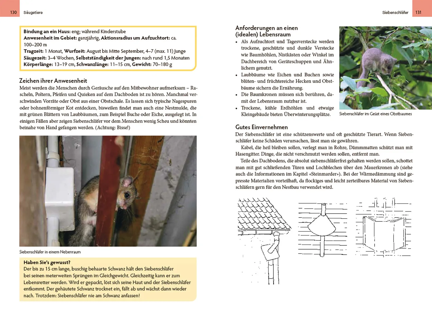 Wildtiere am Haus - So gelingt das Miteinander