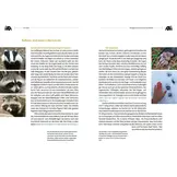 Der Dachs - Ein Wildtier erobert den Siedlungsraum