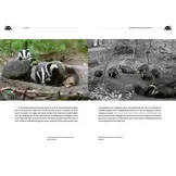 Der Dachs - Ein Wildtier erobert den Siedlungsraum