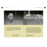 Der Dachs - Ein Wildtier erobert den Siedlungsraum