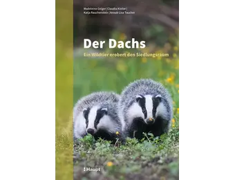 Der Dachs