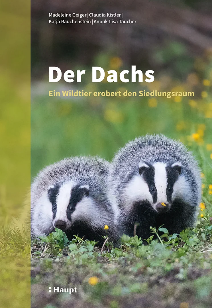 Der Dachs - Ein Wildtier erobert den Siedlungsraum