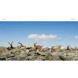 Der Steinbock - Leben auf schmalem Grat