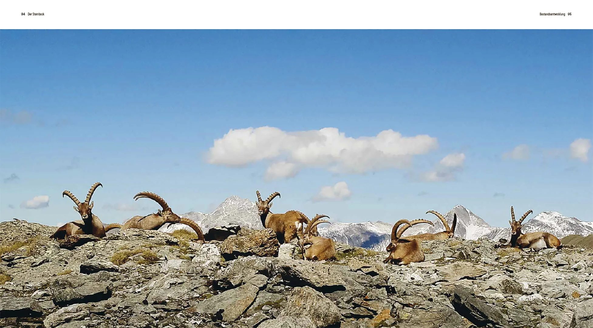 Der Steinbock - Leben auf schmalem Grat