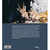 Der Steinbock - Leben auf schmalem Grat