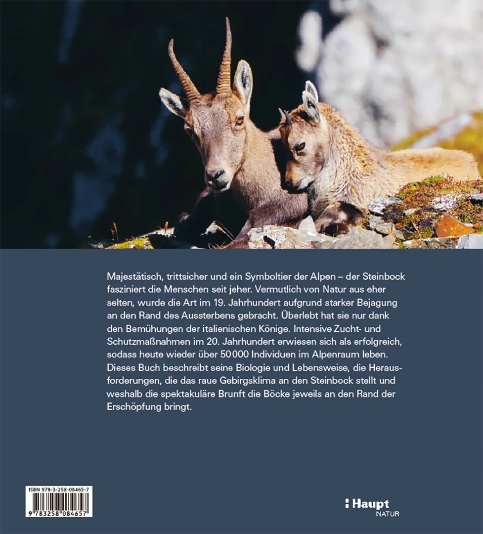 Der Steinbock - Leben auf schmalem Grat
