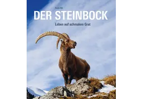 Der Steinbock
