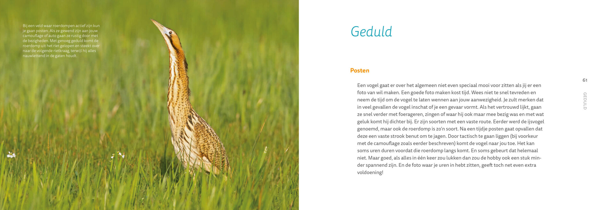 Vogelfotografie - Een inspiratiegids