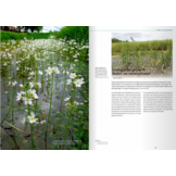 De Drentse flora in Beweging - Verdwenen, gebleven, (weer) verschenen
