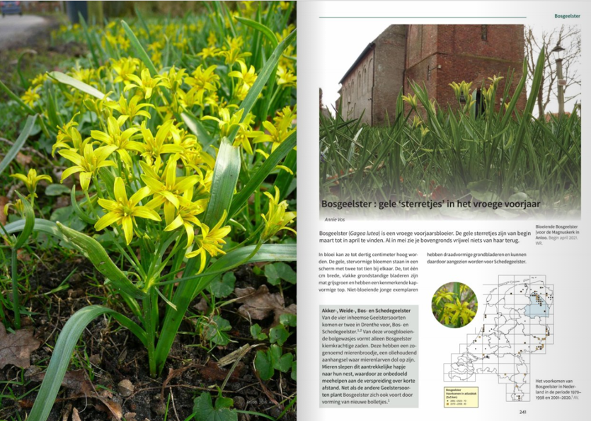 De Drentse flora in Beweging - Verdwenen, gebleven, (weer) verschenen